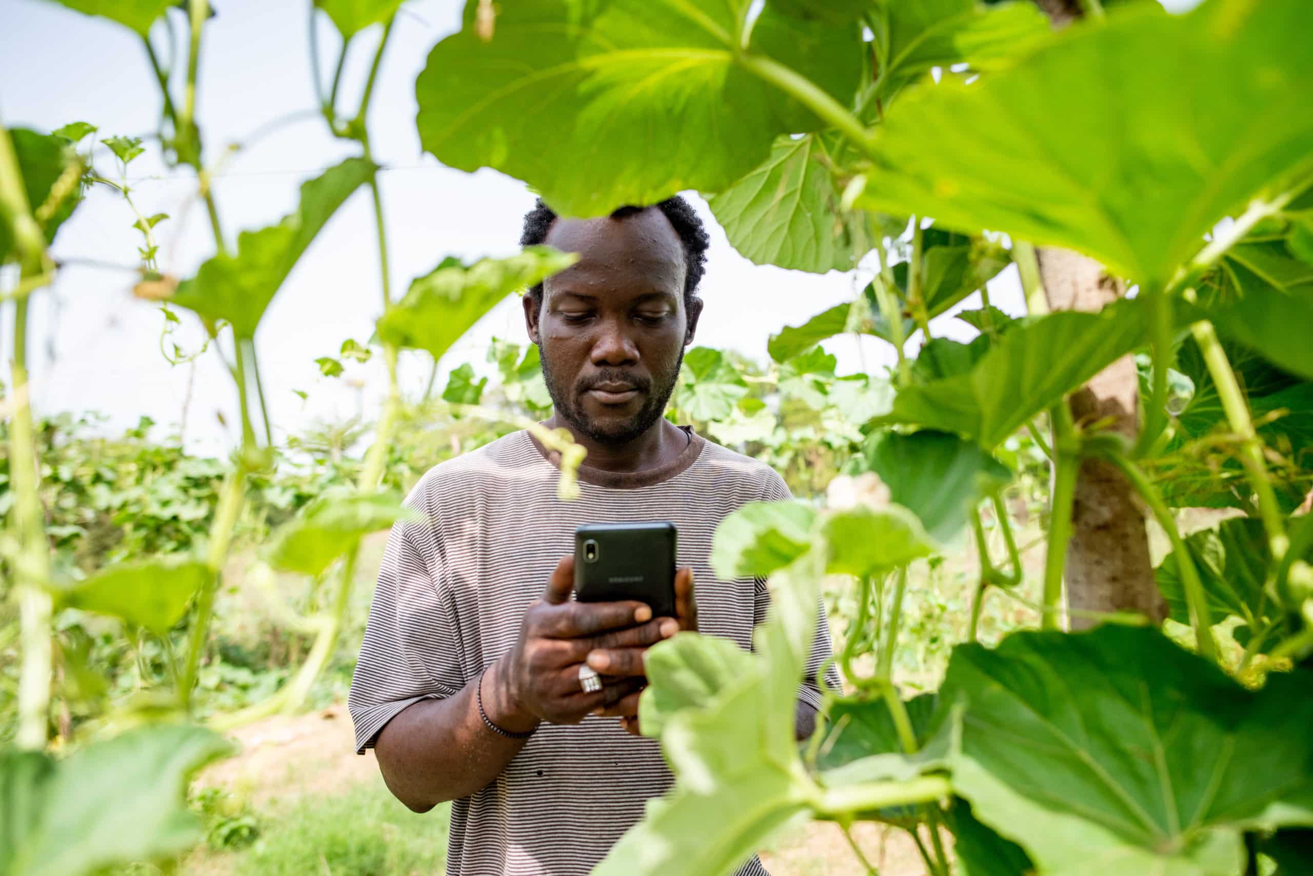 How Agricultural Organizations Can Engage Farmers Using Mista’s Communications Platform